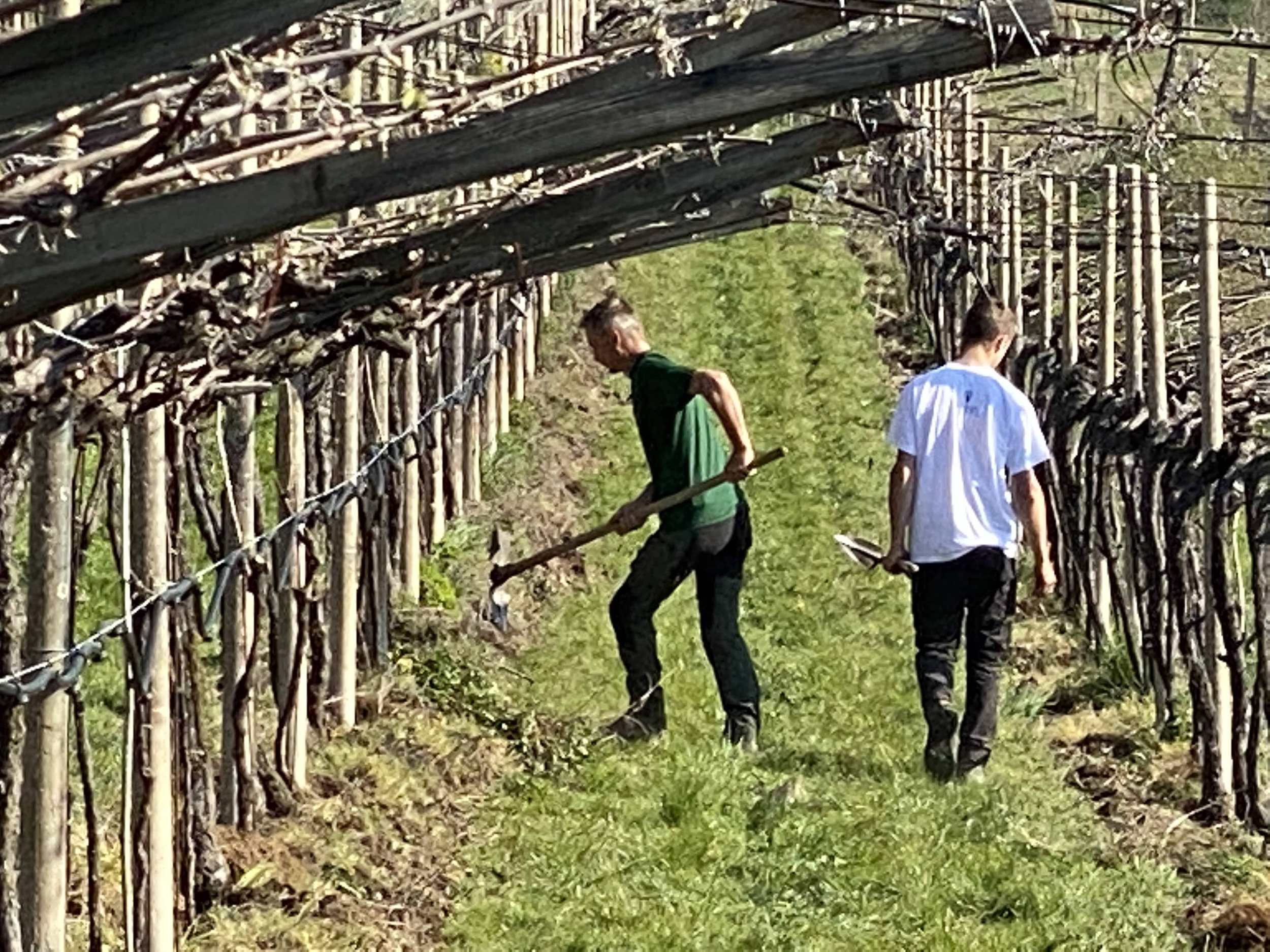 Immagine: Agricoltori di Isera al lavoro nel vigneto (1)