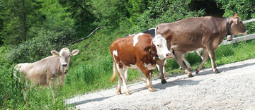 Vendita di prodotti agricoli e caseari